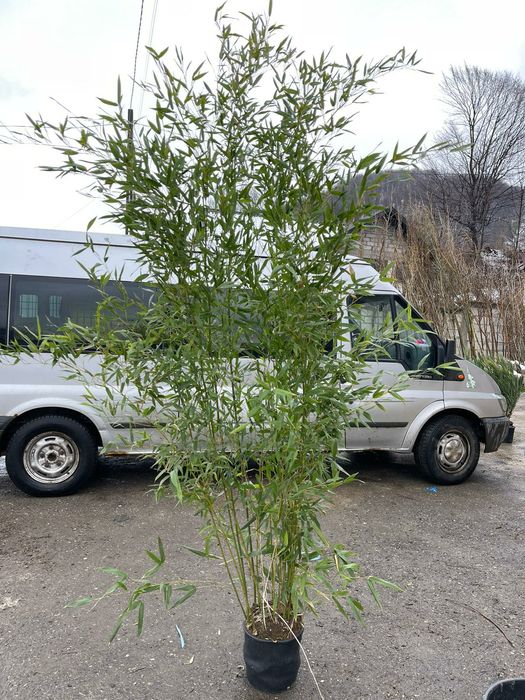 Bambus 2.5m , palmier, masilin, catalpa