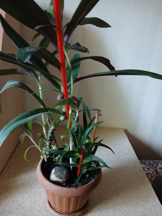 Цветы комнатные.