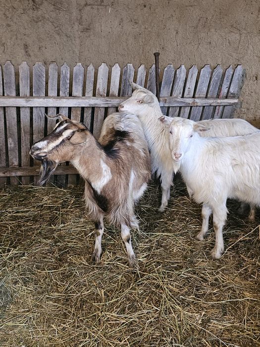 Capre tinere gestante