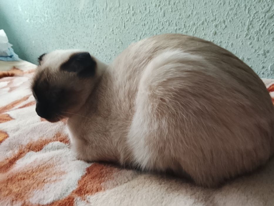 Сеамская кошка а также кот британской