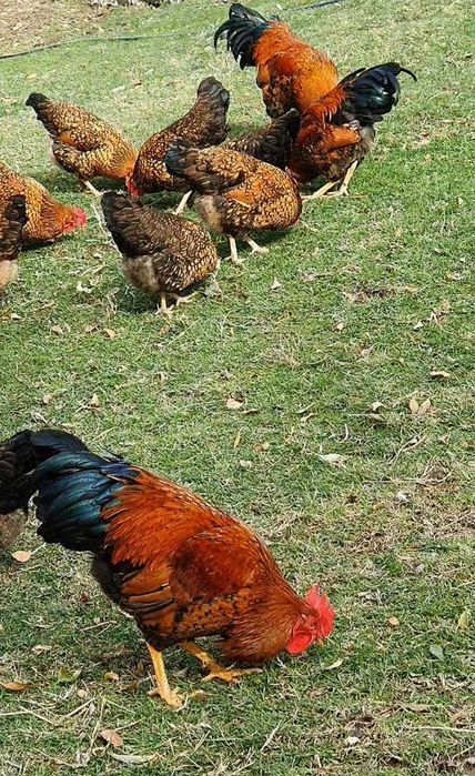 Тек Әтештер Кучин Сицевый