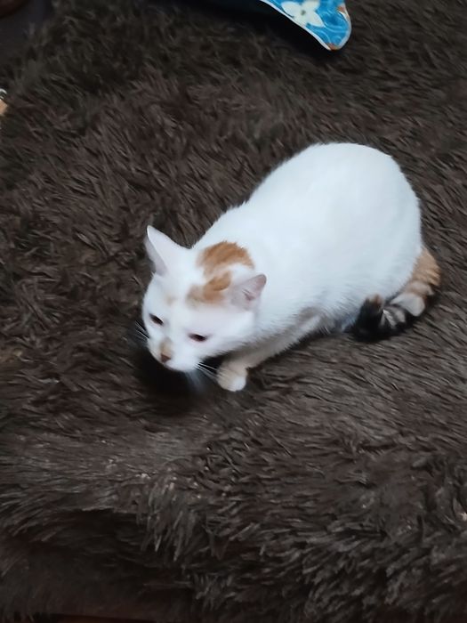 Дарю девочку стерелизованую