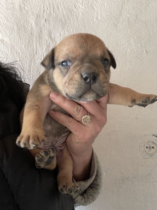 Американский булли