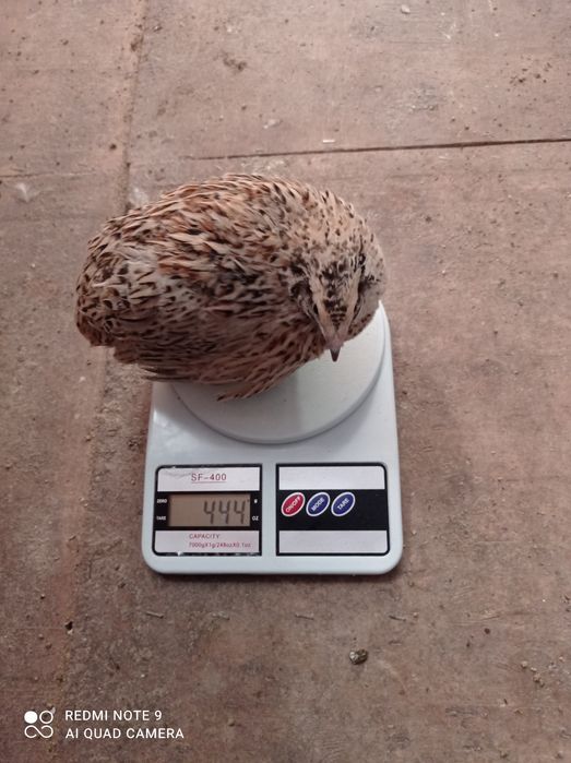 Продам перепелов несушки  двух месячные