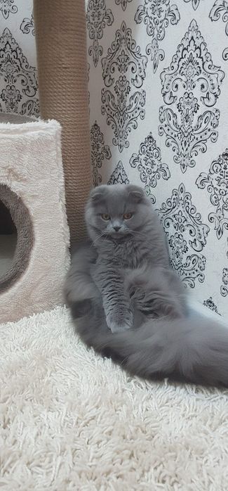 Шотланка вислоухая вязка , девочка нужен пацан скотишь