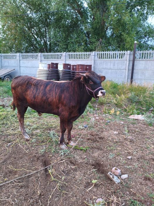Продам бычка 2 года