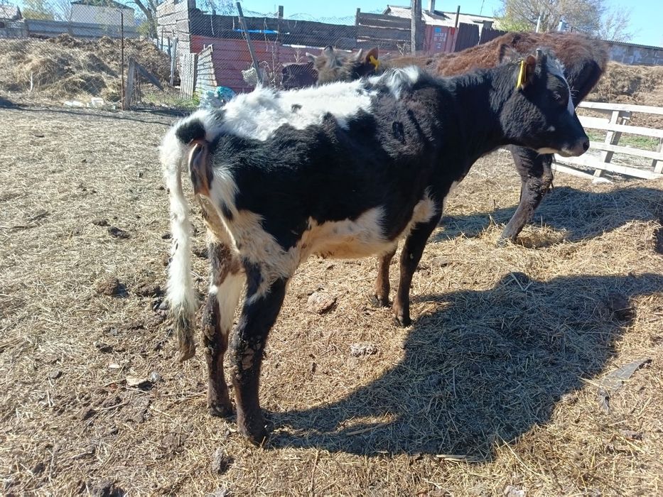 Продаю телку 9 месяцев