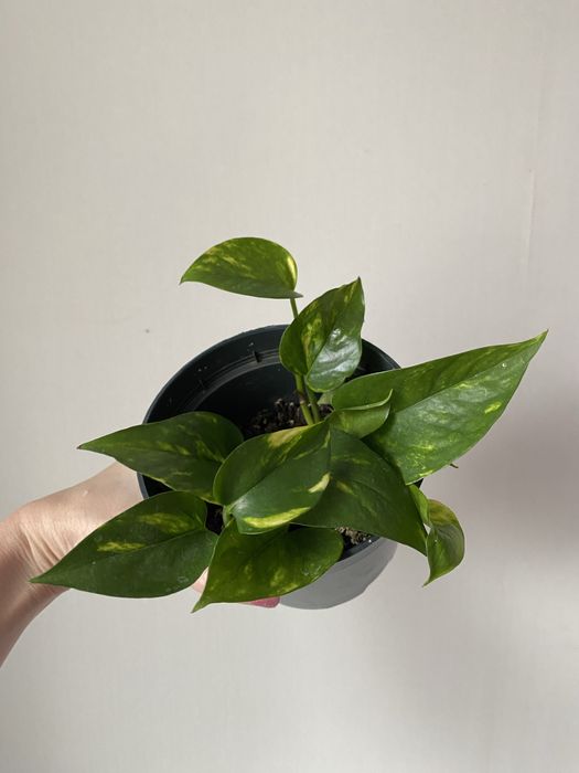 Голдфингер лиана