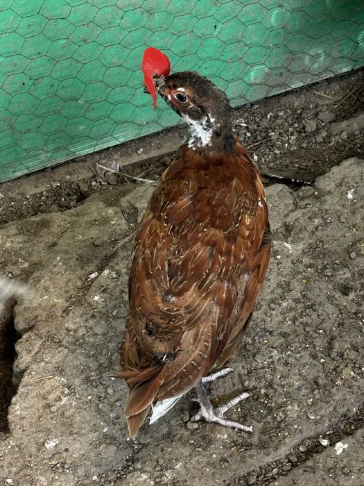 Fazani comuni ciocolatii/ rosii/ gri/albi
