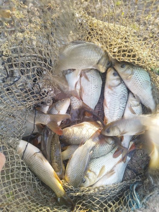 Балик чавоклари САЗАН Амур чавоклар бор келшилган нархда доставка бор