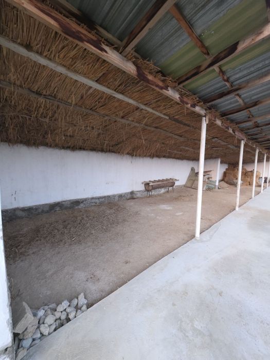 Zafarga uch kilometr Dalvarzin birinchi savxozda uchaska sotiladi.