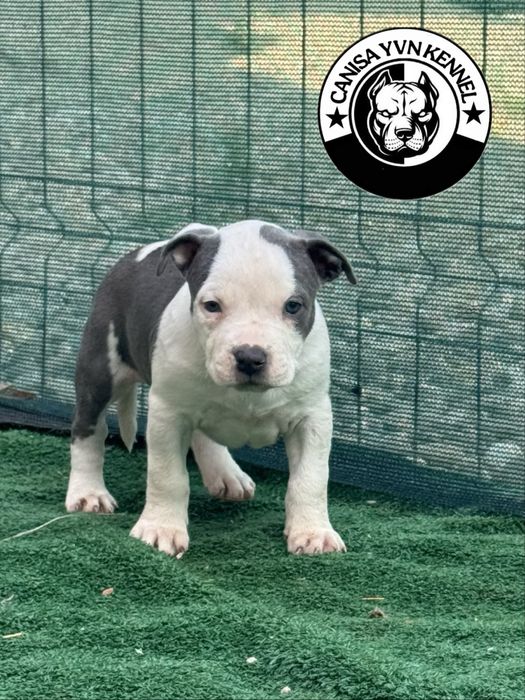 Amstaff blue.