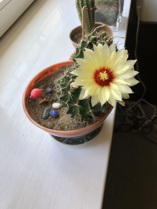 Кактус, «Женское счастье», декабрист