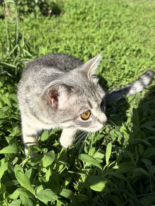 Отдадим кошечку в добрые руки