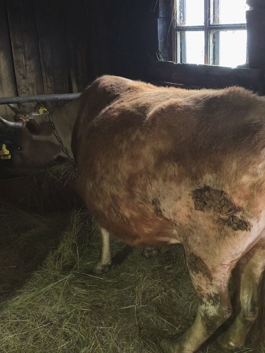 продам 2 коровы       .