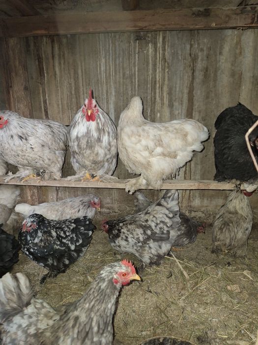 Декоративные куры