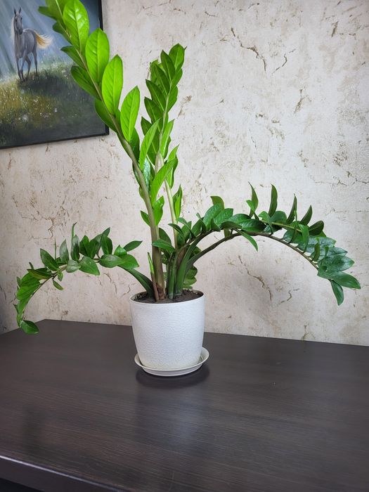 Замиакулькас , бугенвилии