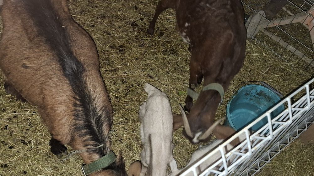 Vând 2 capre fatate