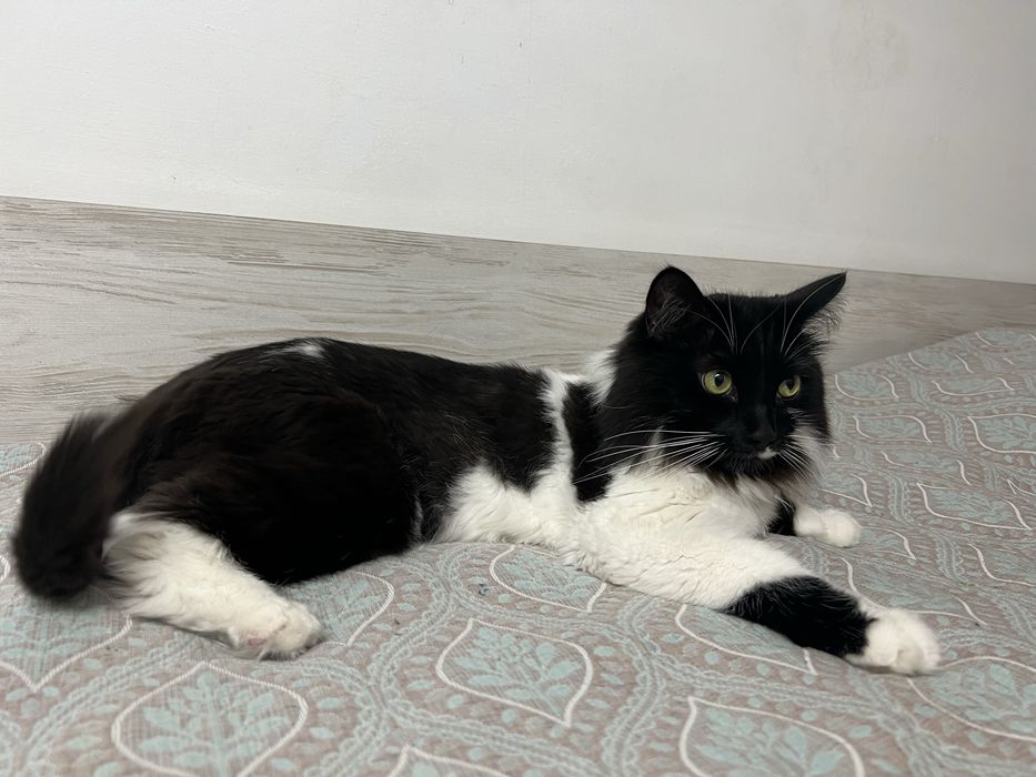Мысық кошка кот в хорошие руки
