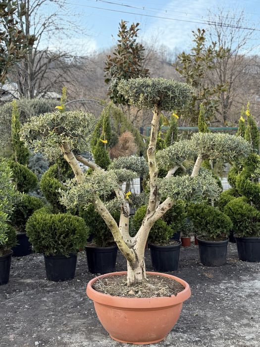 Vand maslin/maslin bonsai/maslin multitulpinar