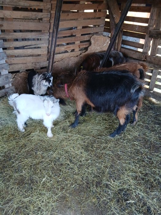 Capre tinere cu iezi