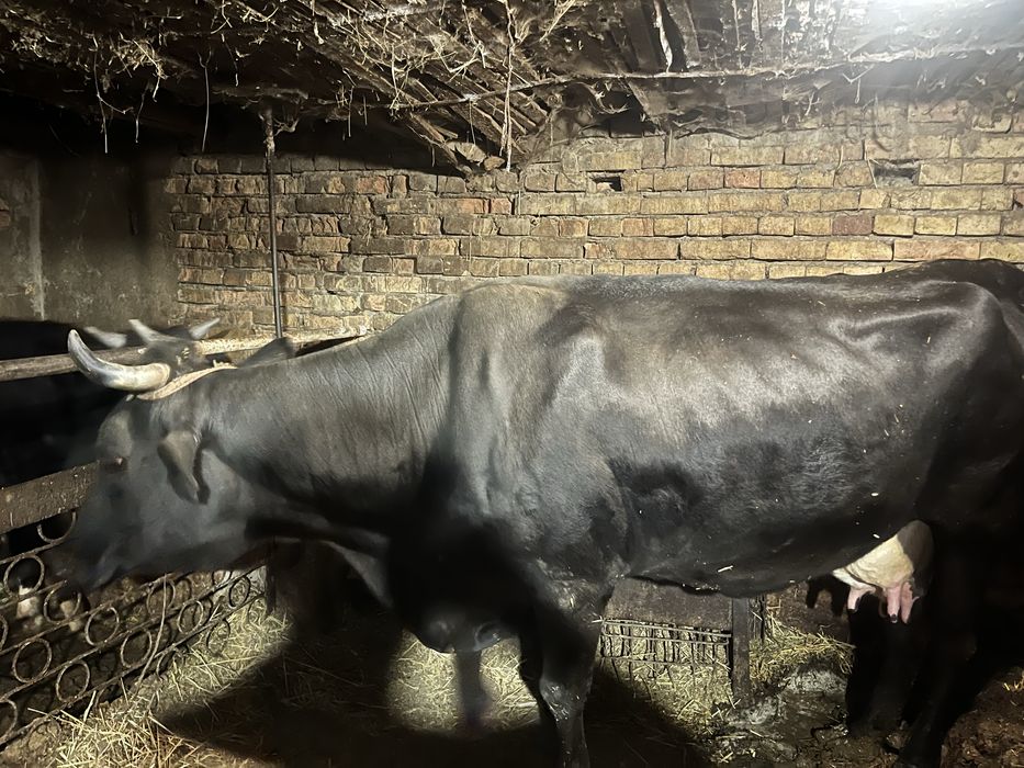 Корова родила 2 теленков