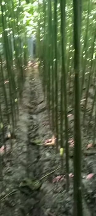 Sifatli Pavloniya koʻchatlari