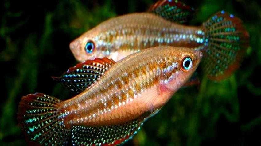 Карликовый искрящийся гурами