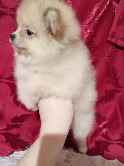 Продам щенка шпица