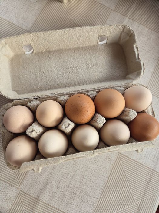 Ouă proaspete de casă  în Lugoj