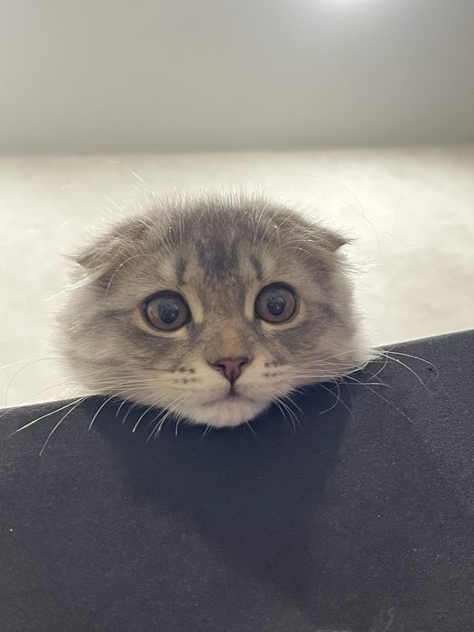 Продам шотландского котёнка
