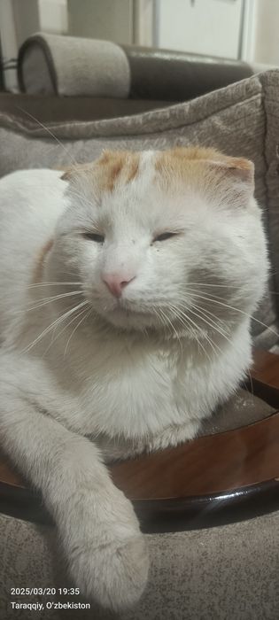 Mushuk skottish fold erkak 1 yillik mushuk