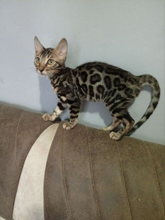 Bengal mushigi sotiladi 2 oylik Продайотся бенгальская  2 месяца