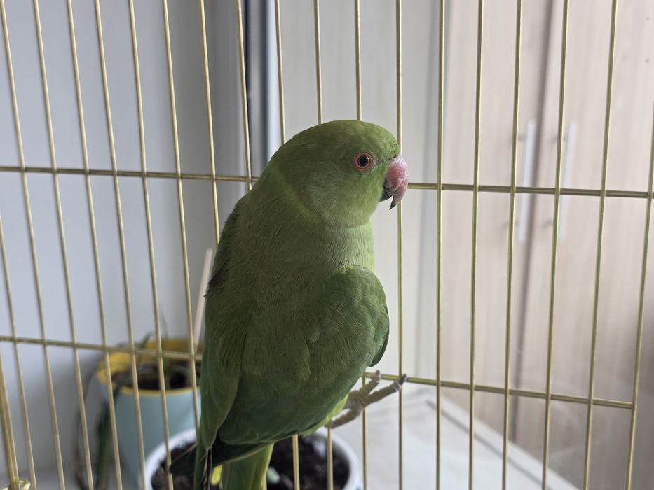 Продам ожерелового попугая с клеткой