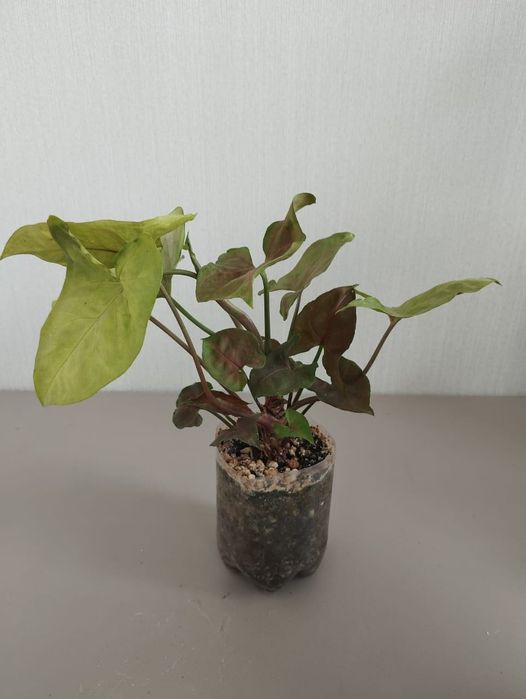 Сингониум Aron brown
