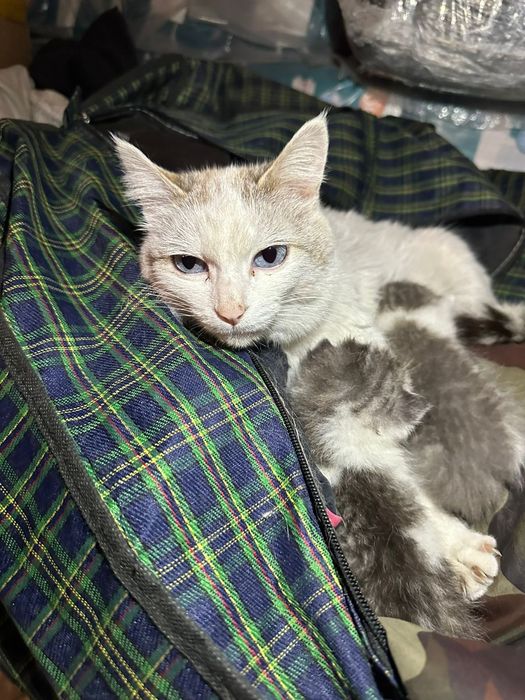 Отдам в хорошие руки бесплатно