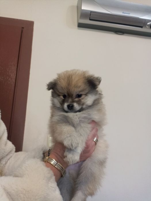 Померан мини шпиц
