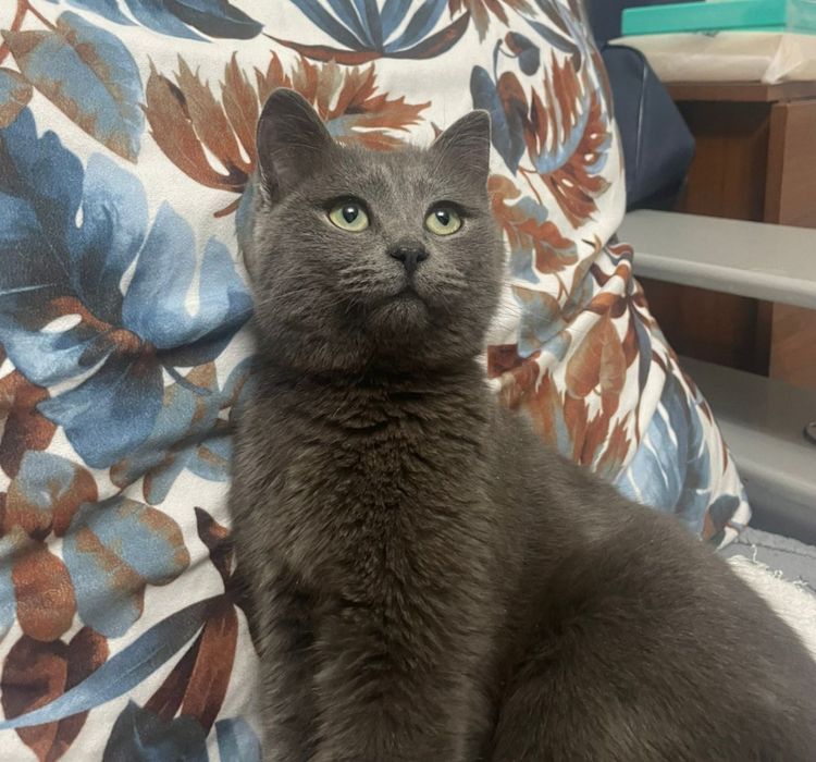 Кошечка бесплатно в добрые руки