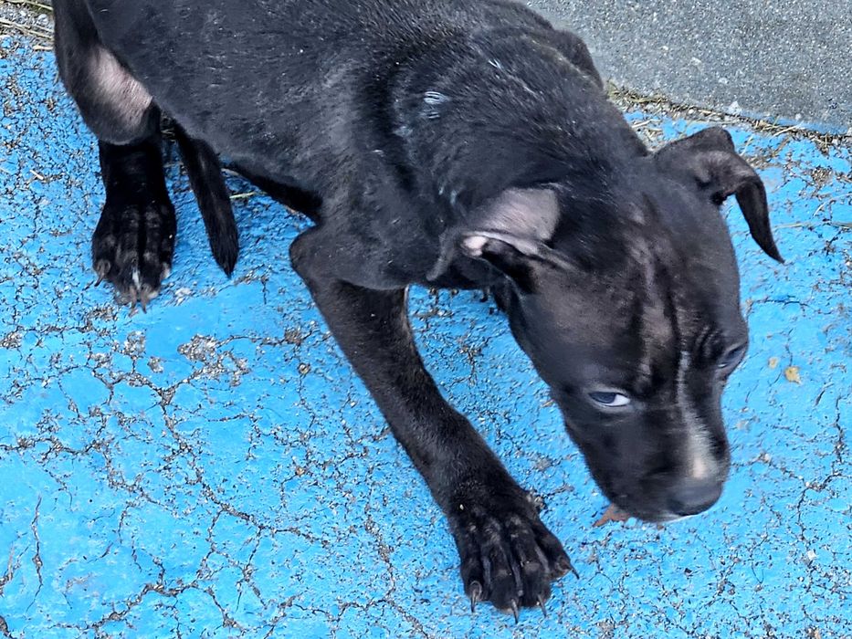 Кученце търси дом