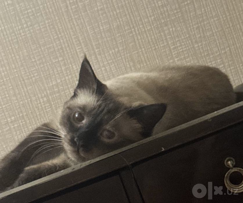 отдам в добрые руки кота