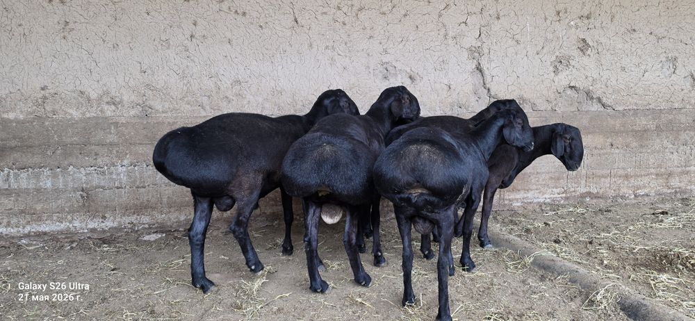 Гиссар кошкарлар