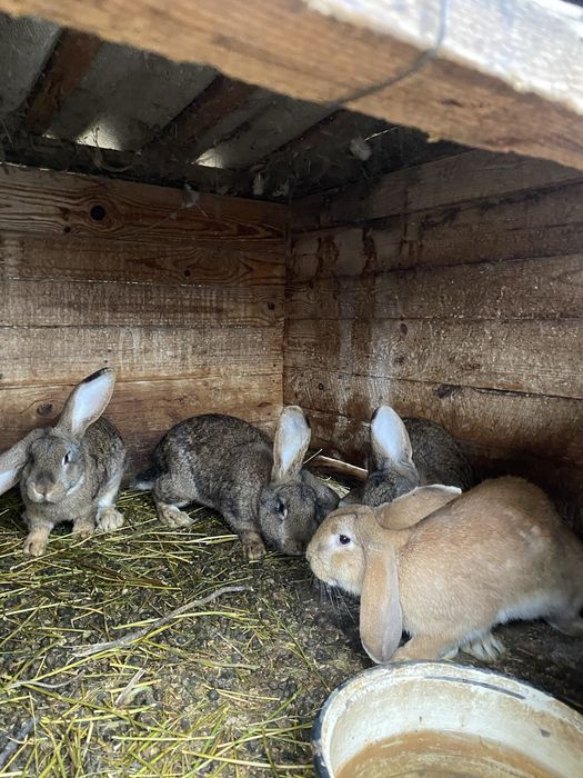 Vand iepuri de rasa albastru vienez cu belgian