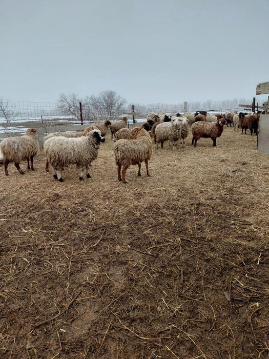 Продам баран оптом 46 голов