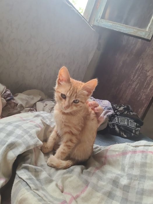 Кошка в добрые руки