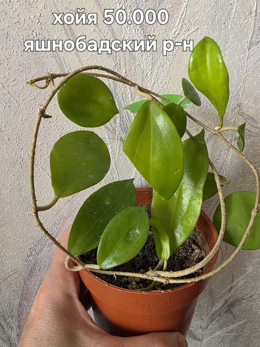 Продаю комнатные цветы