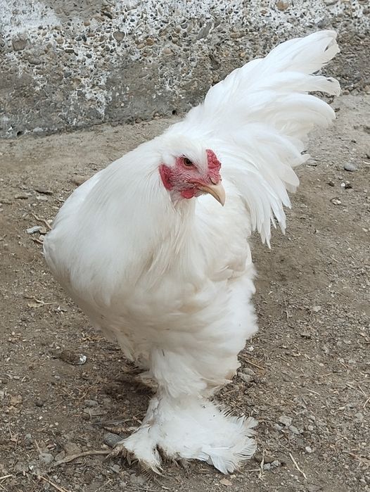 Шу хурозлани жужалари сотилади.