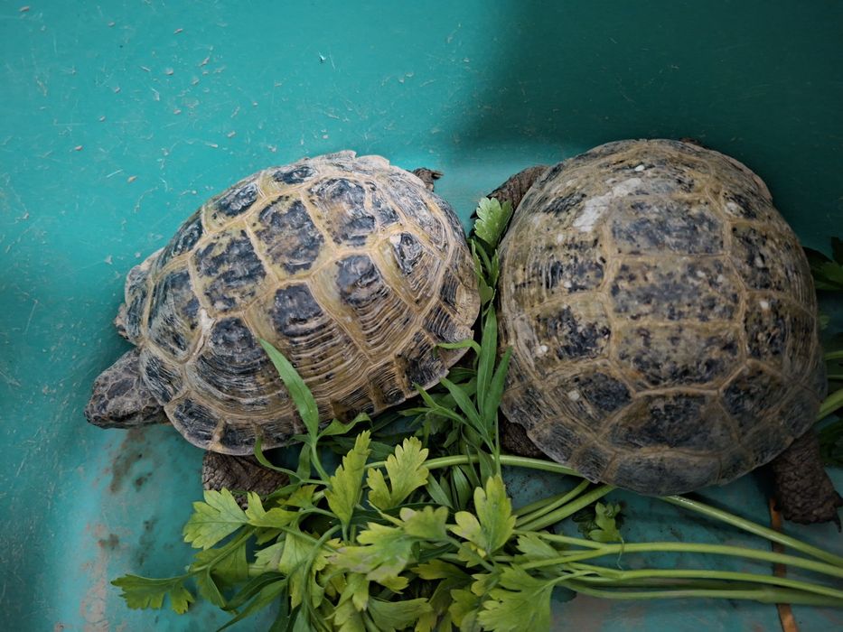 Продается сухопутная черепаха