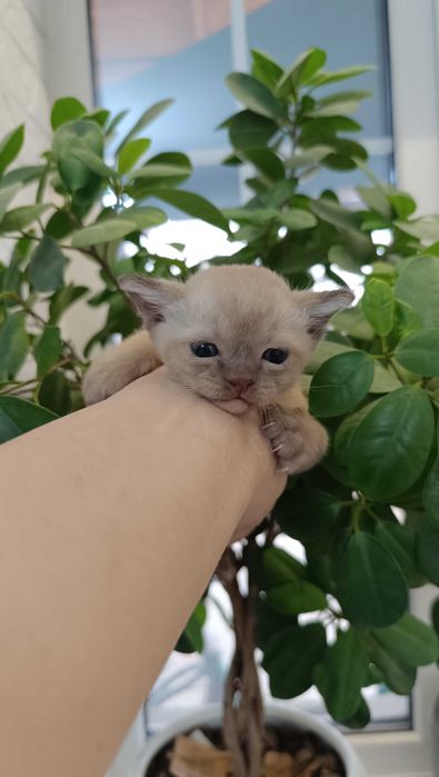 Шикарный котенок европейской бурмы