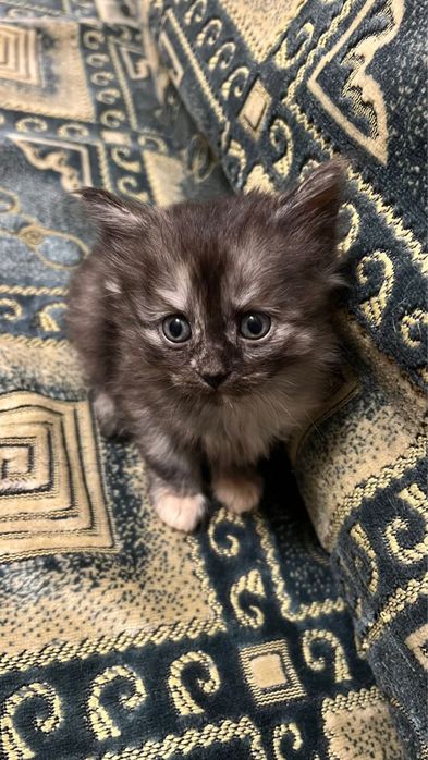Отдам котят в хорошие руки