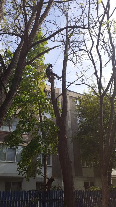 Defrișări/Cosit Iarbă/Tăiere Arbori/De Mari Dimensiuni.